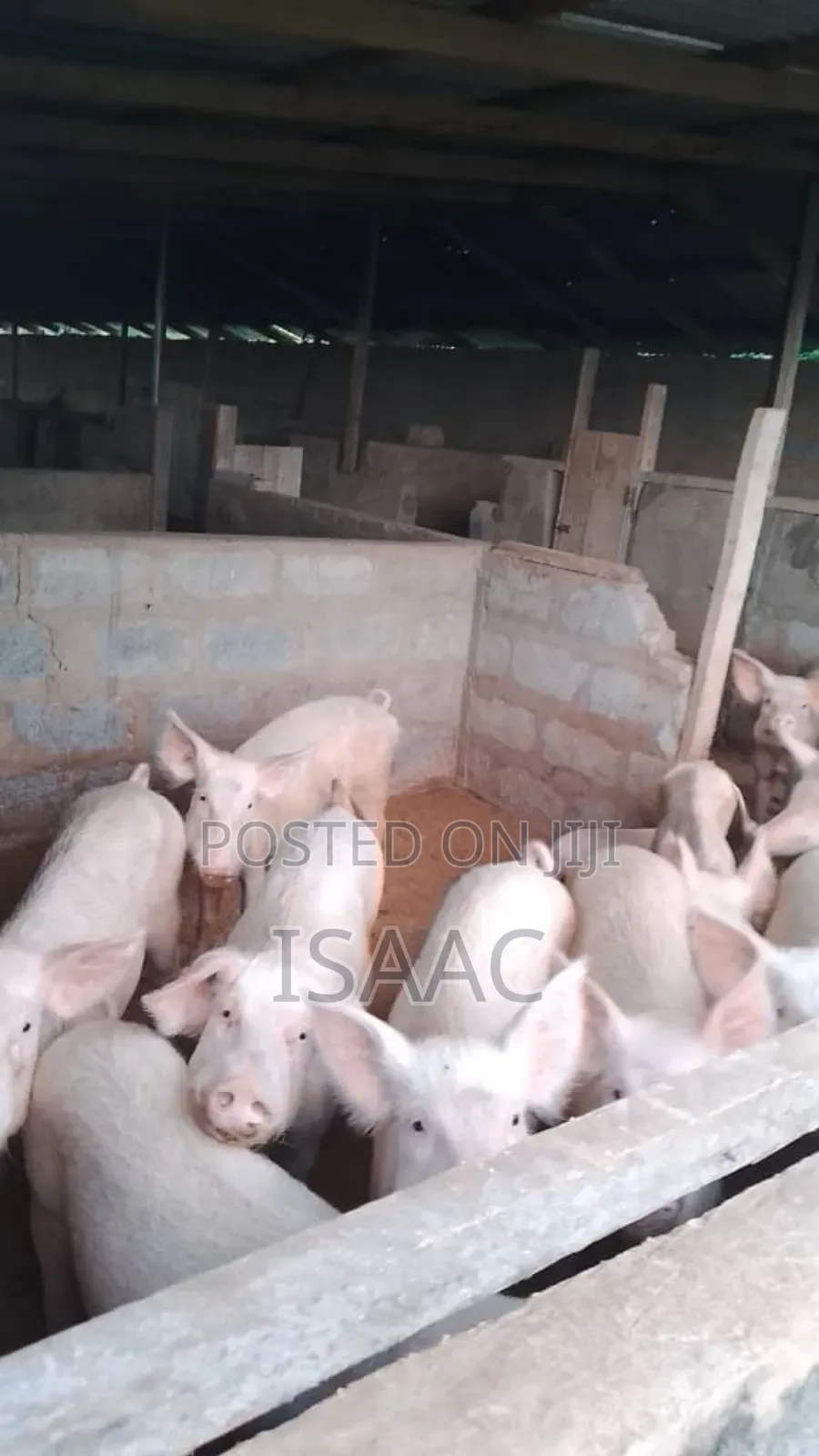 Pigs for Sale
