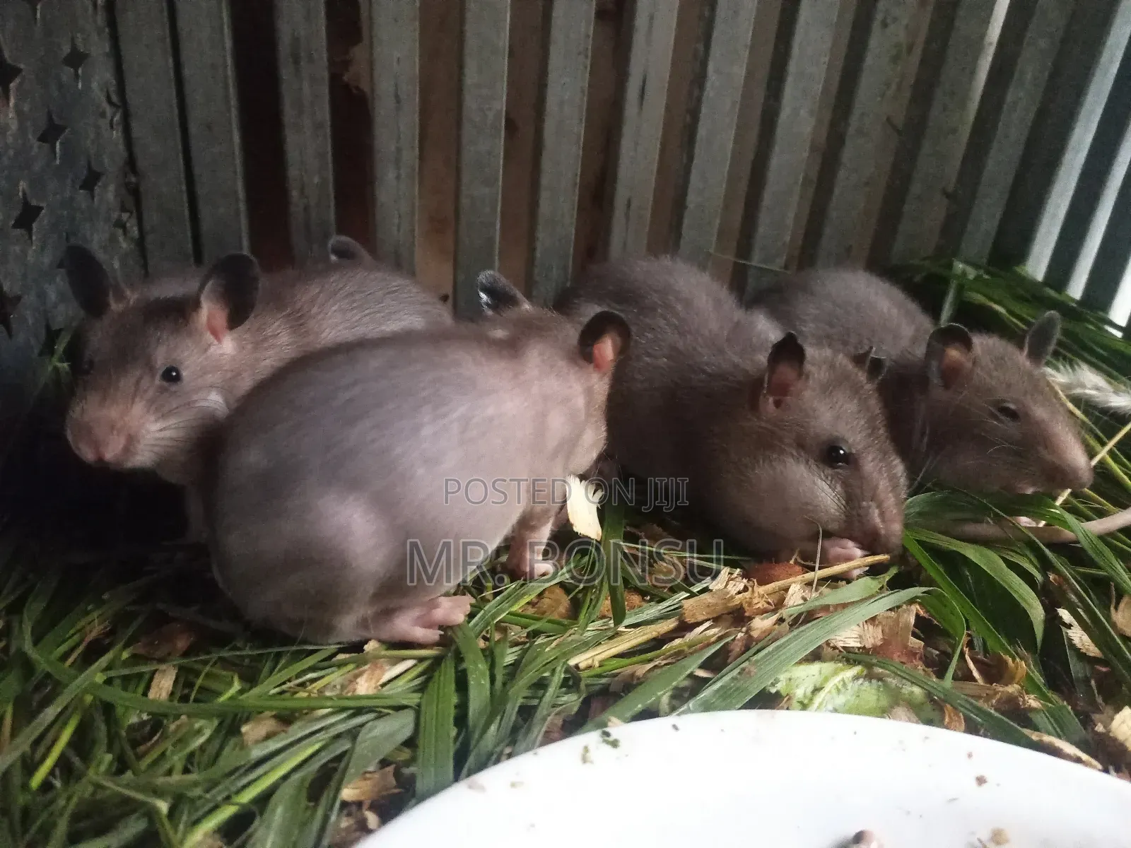 African Giant Pouched Rat (Kusie) Read Description