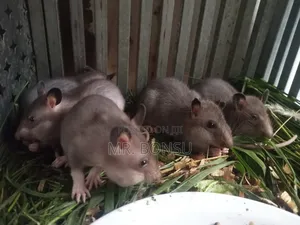 African Giant Pouched Rat (Kusie) Read Description