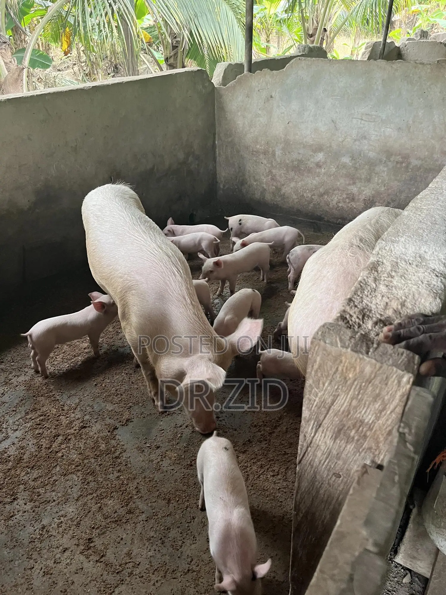 Health Pigs for Sale
