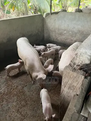 Health Pigs for Sale