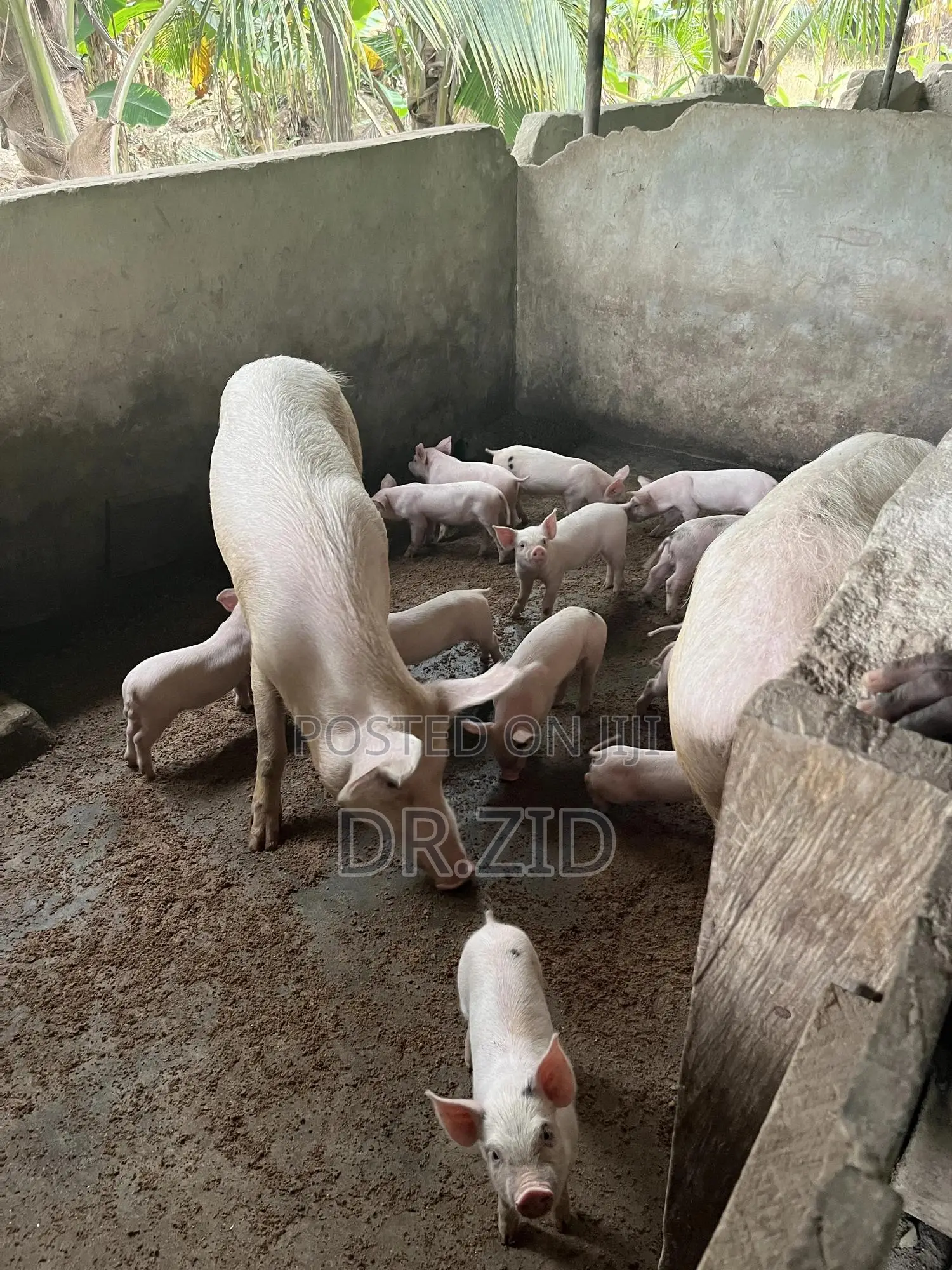 Health Pigs for Sale