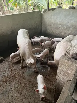 Health Pigs for Sale