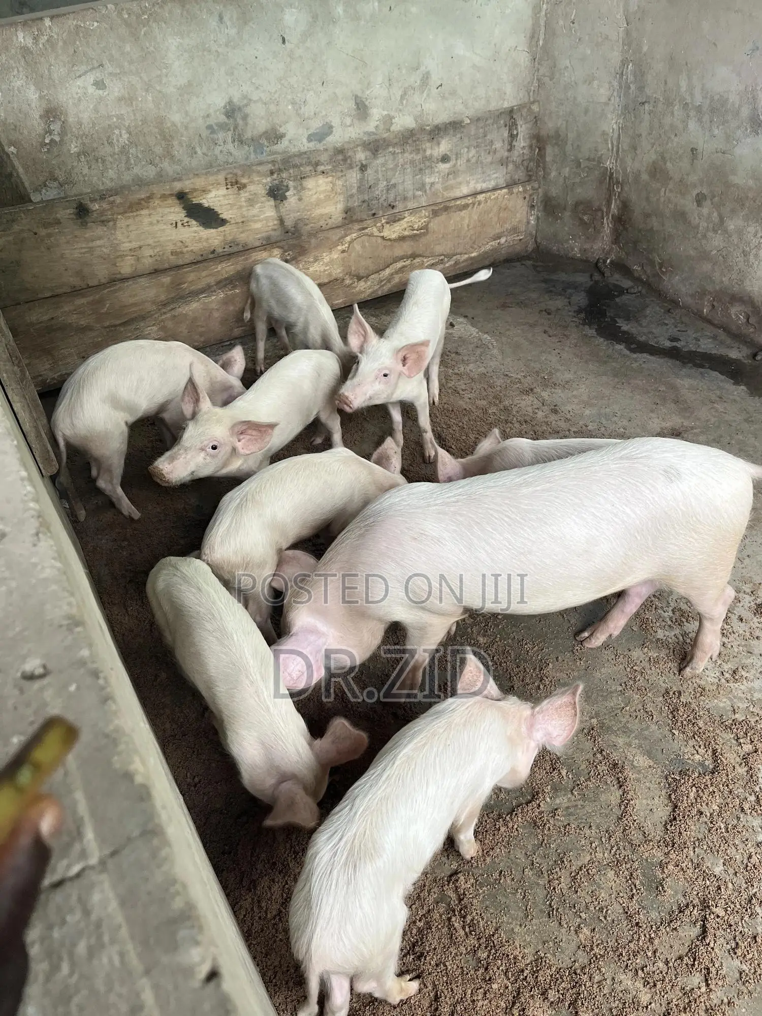 Health Pigs for Sale