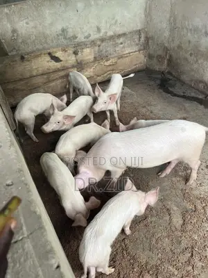 Health Pigs for Sale
