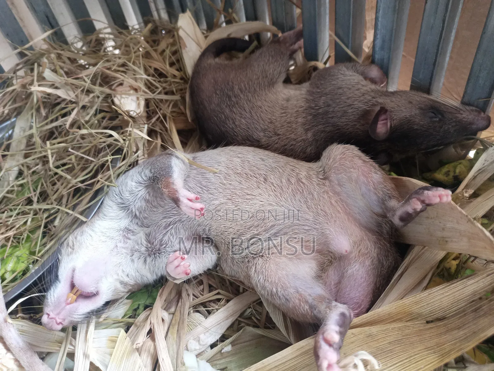 African Giant Pouched Rat - Kusie. Read Description