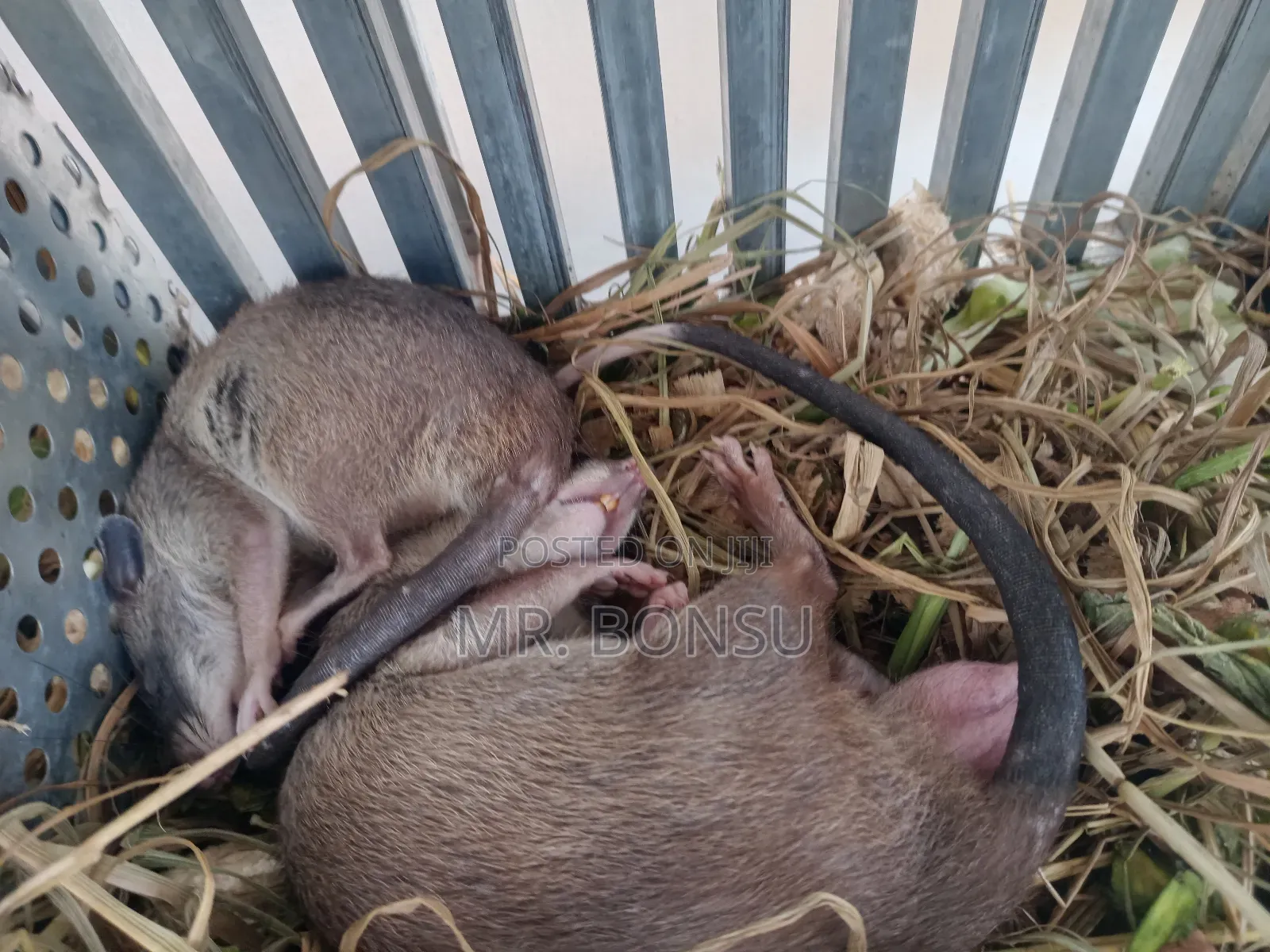 African Giant Pouched Rat - Kusie. Read Description