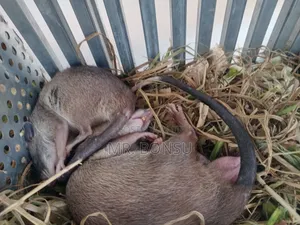African Giant Pouched Rat - Kusie. Read Description