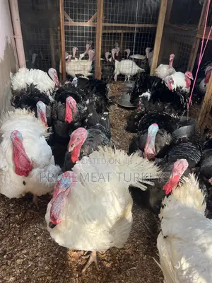 Foreign/ Local Turkeys for Sale