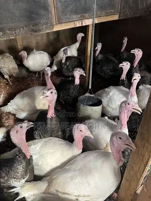 Foreign/ Local Turkeys for Sale