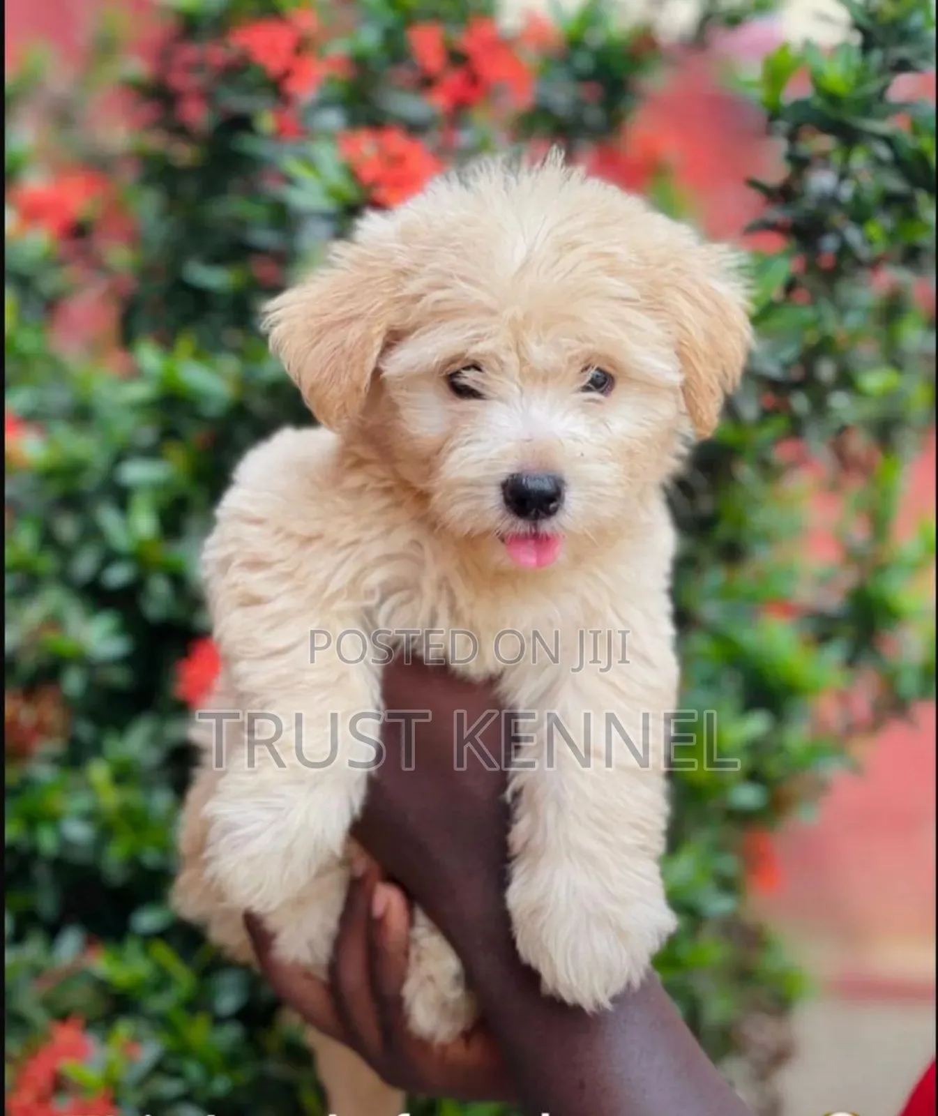 1-3 months Female Purebred Maltese