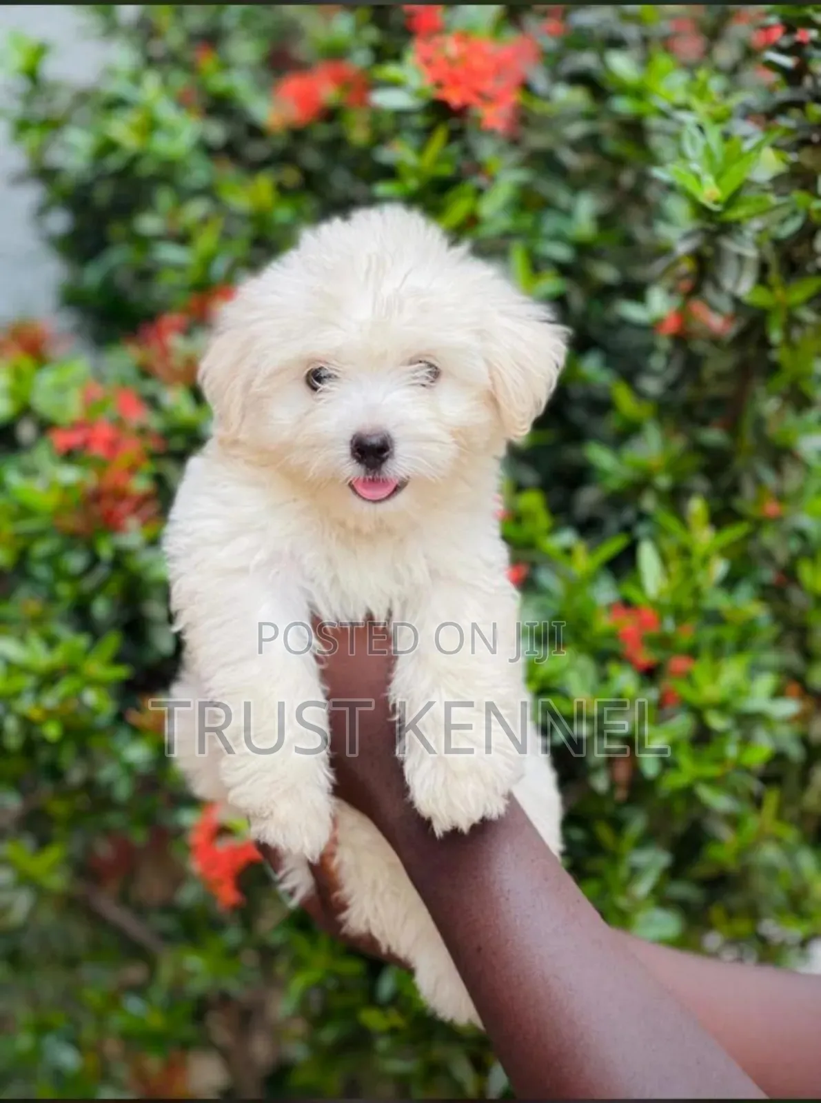 1-3 months Female Purebred Maltese