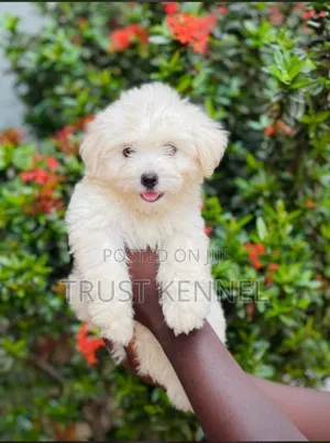 1-3 months Female Purebred Maltese
