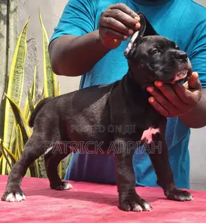1-3 months Male Purebred Cane Corso