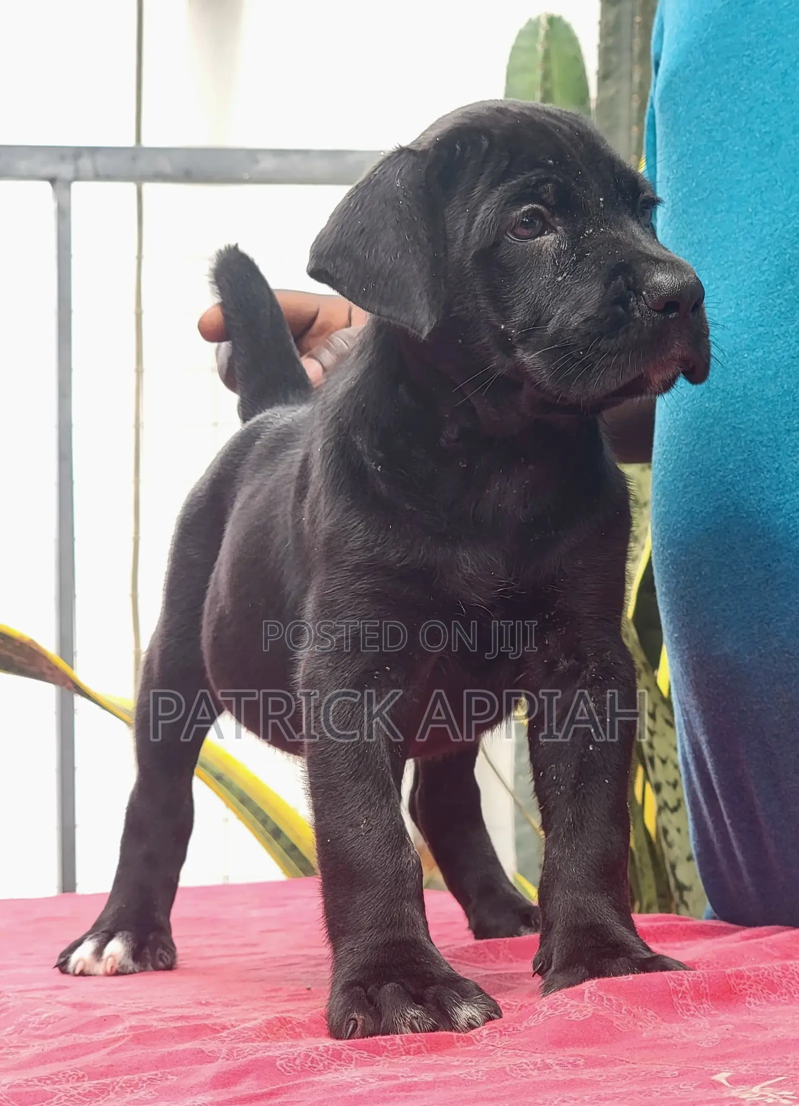 1-3 months Male Purebred Cane Corso