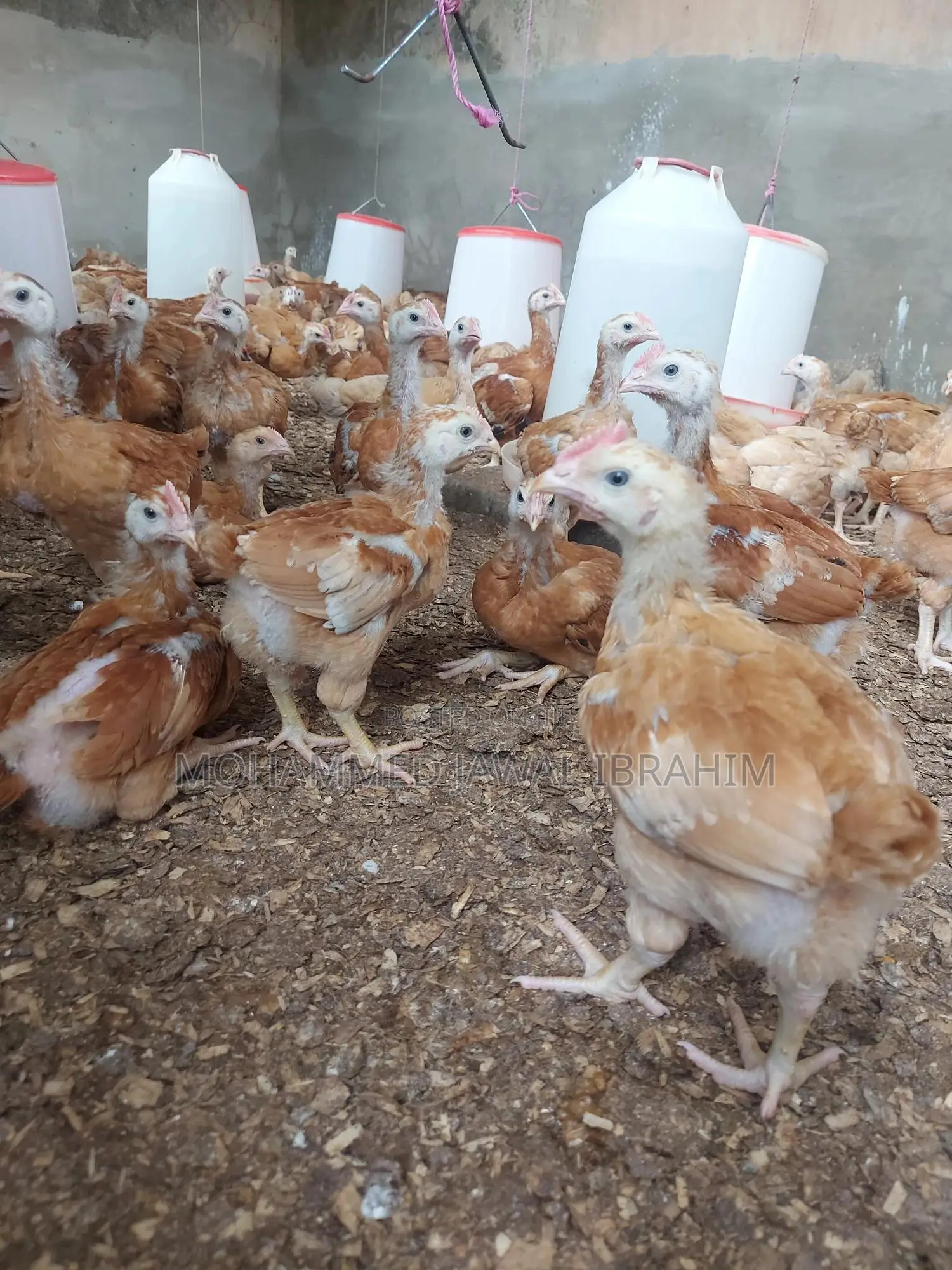 Sasso Broilers and Layers