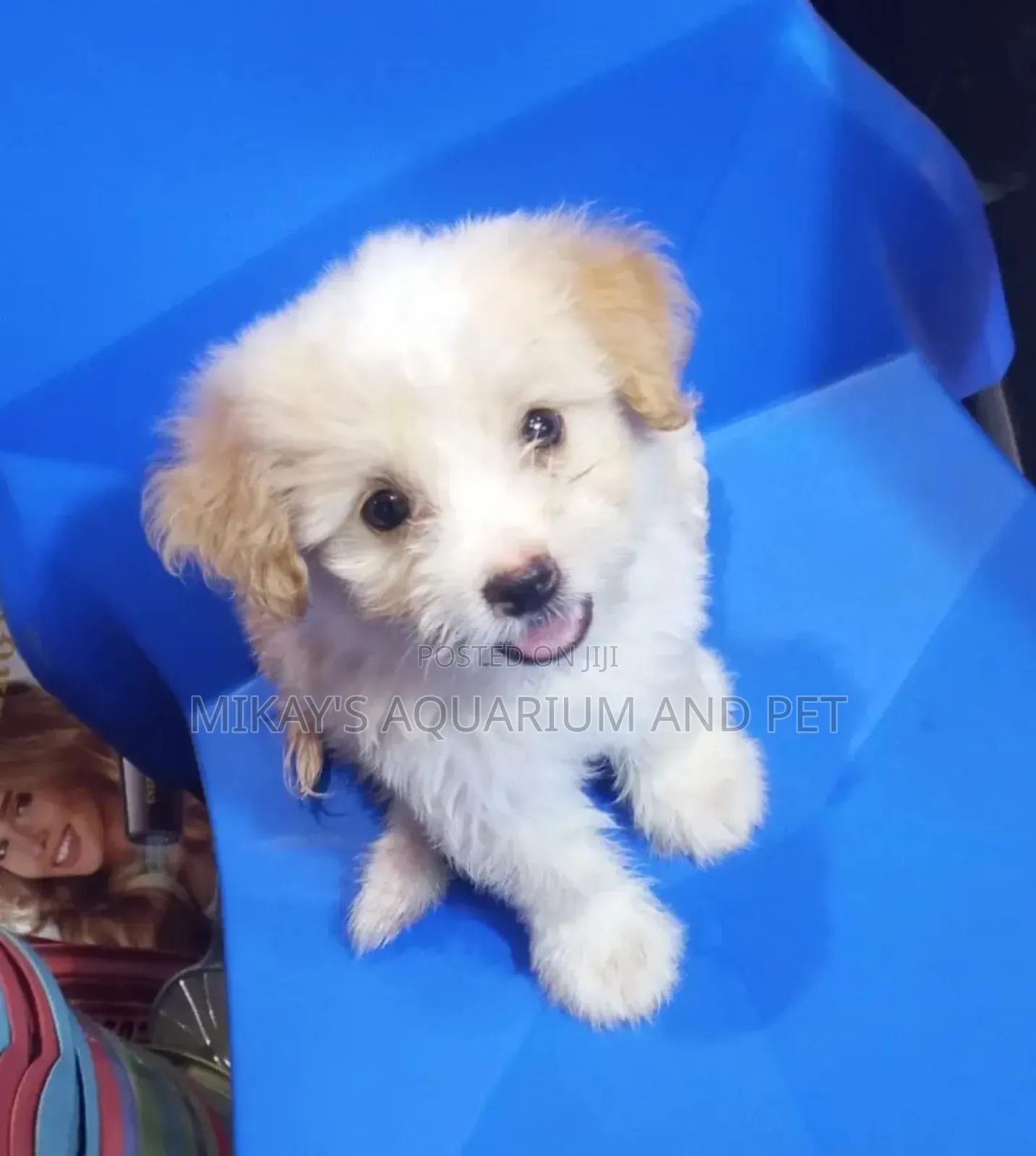 1-3 months Female Purebred Poodle