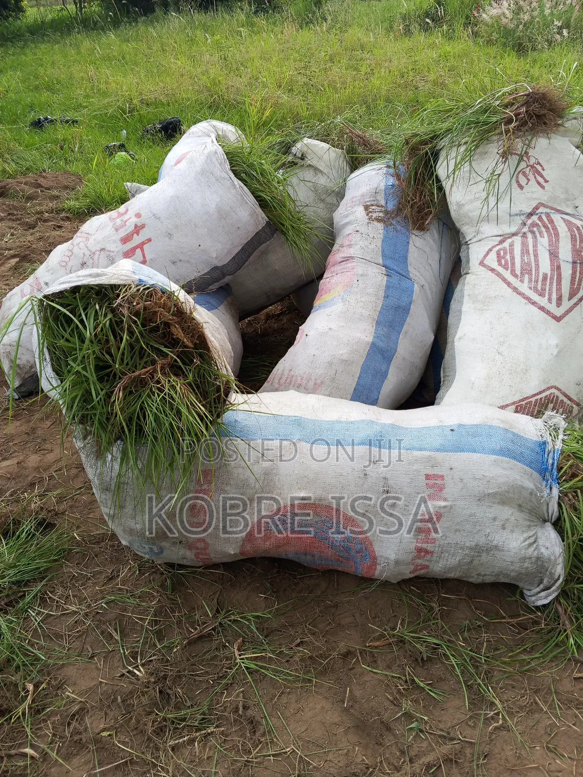 Selling Garden Grass