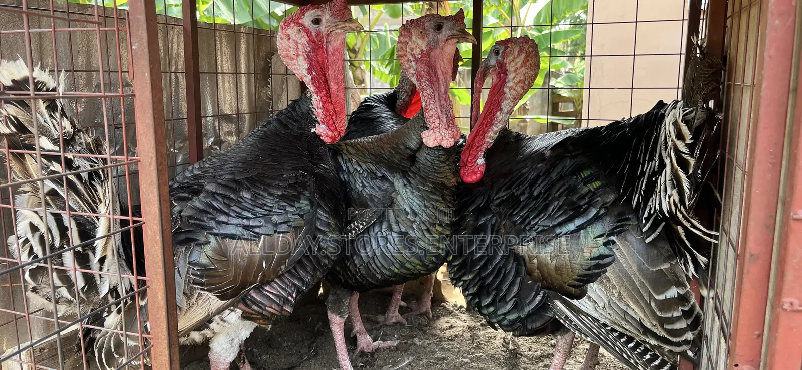 Turkey Birds