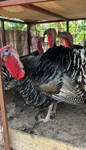 Turkey Birds