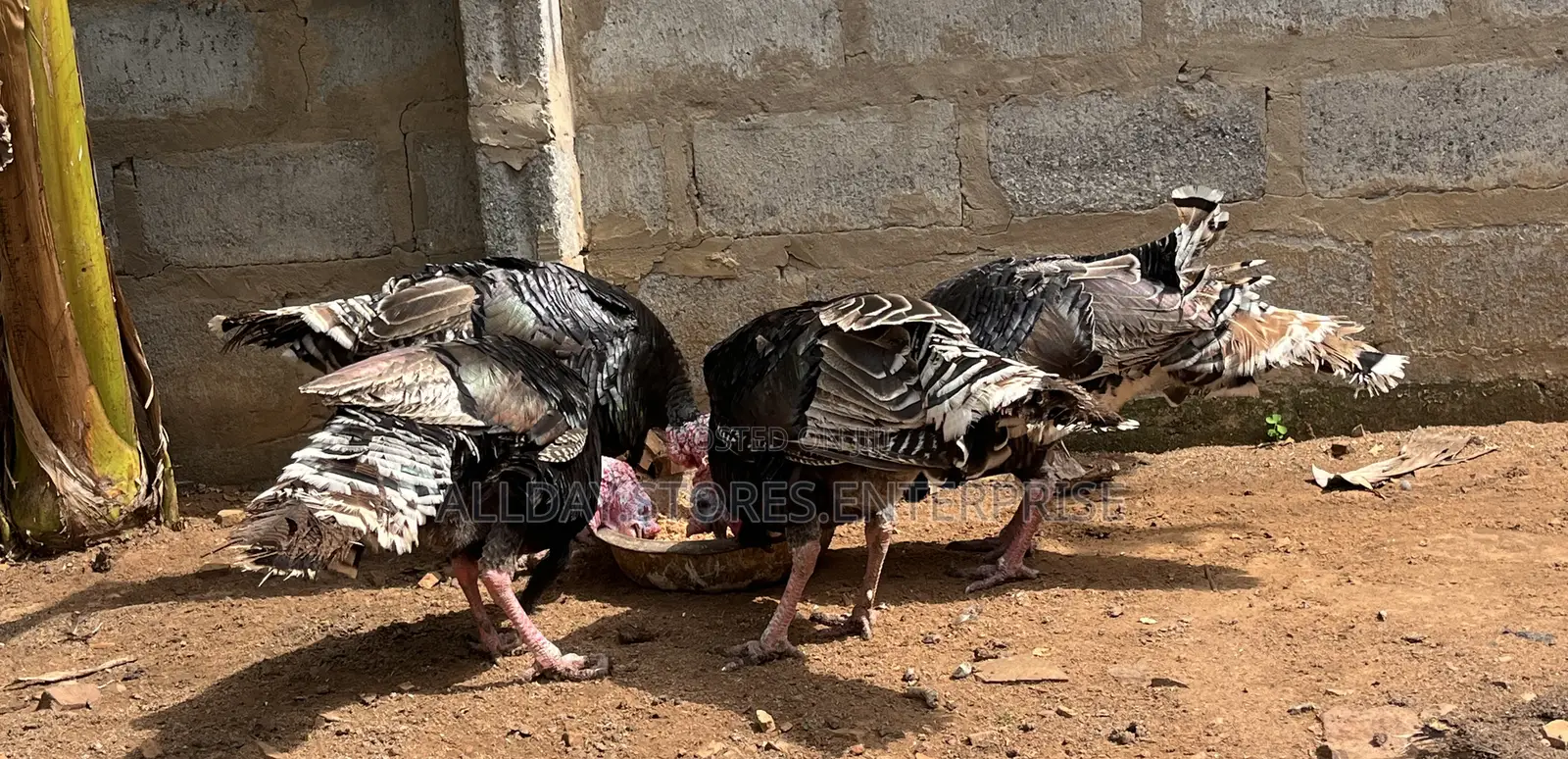 Turkey Birds
