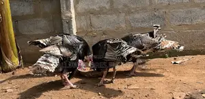 Turkey Birds