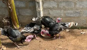 Turkey Birds