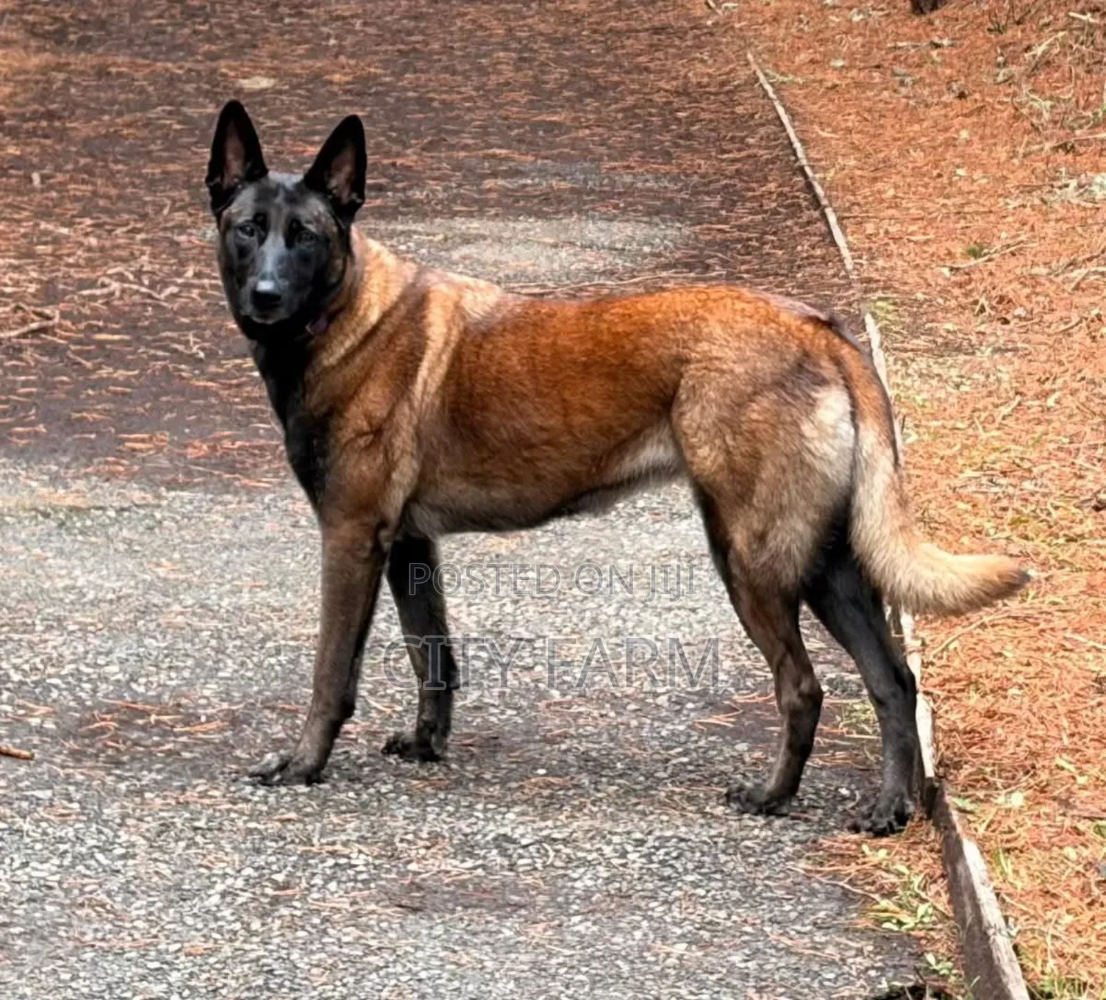 1-3 months Female Purebred Belgian Malinois