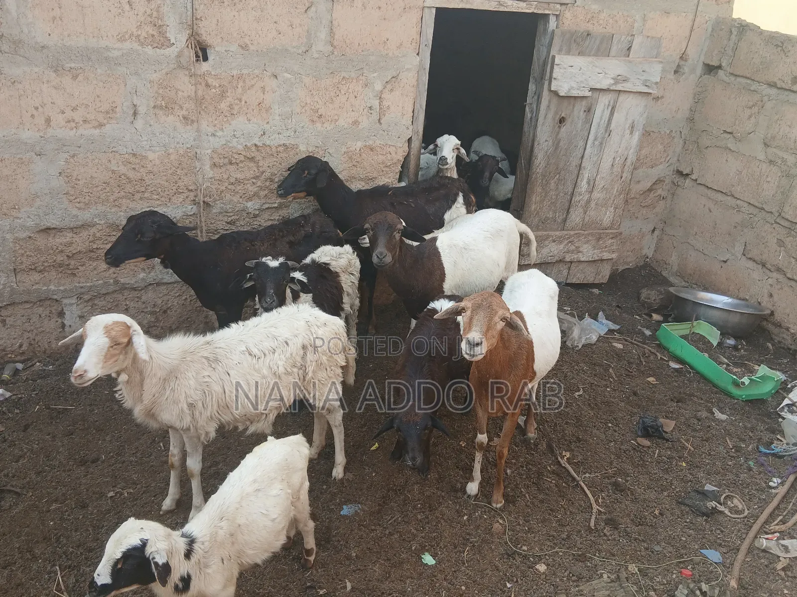 Goats and Sheep  Foe Sell for Event Very Cool Price