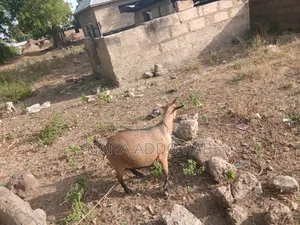 Goats and Sheep  Foe Sell for Event Very Cool Price