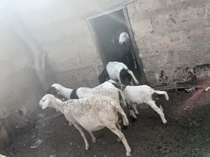 Goats and Sheep  Foe Sell for Event Very Cool Price