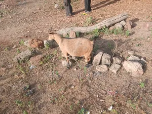 Goats and Sheep  Foe Sell for Event Very Cool Price