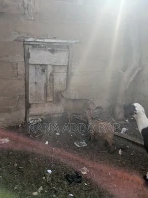 Goats and Sheep  Foe Sell for Event Very Cool Price