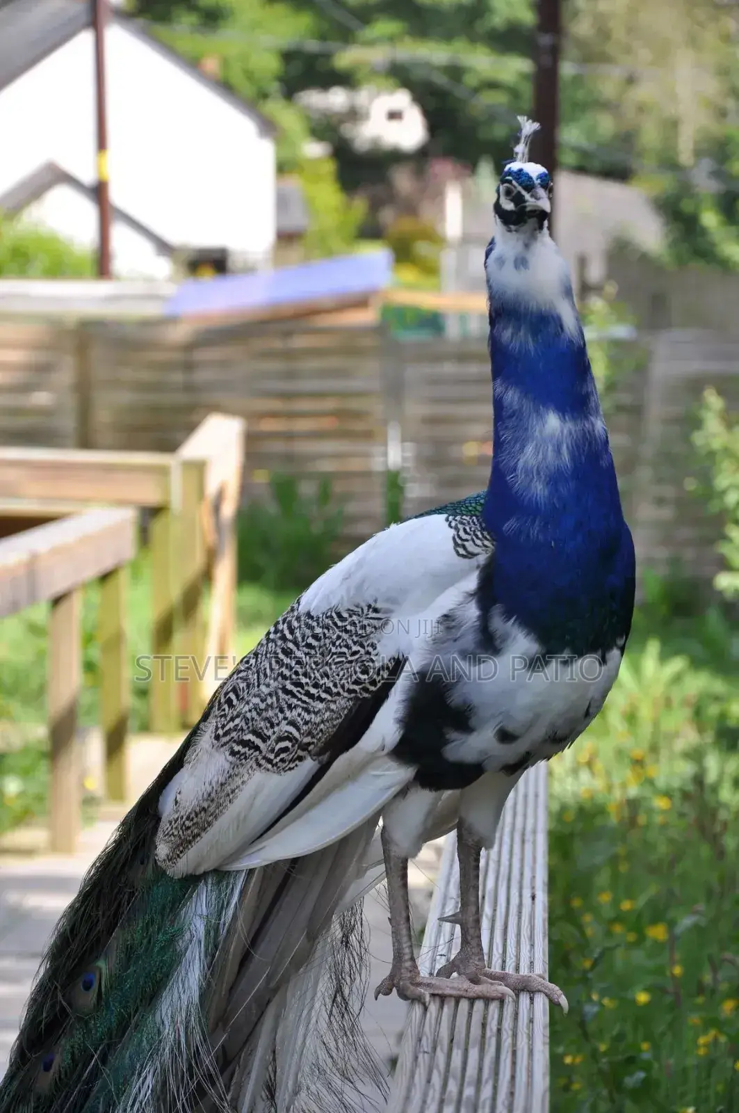 Peacock Fowl