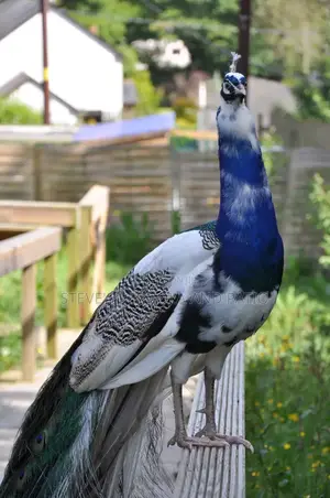 Peacock Fowl