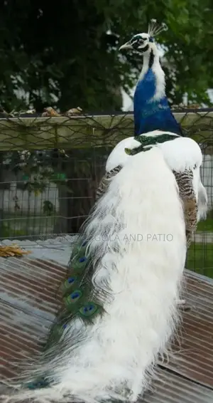 Peacock Fowl