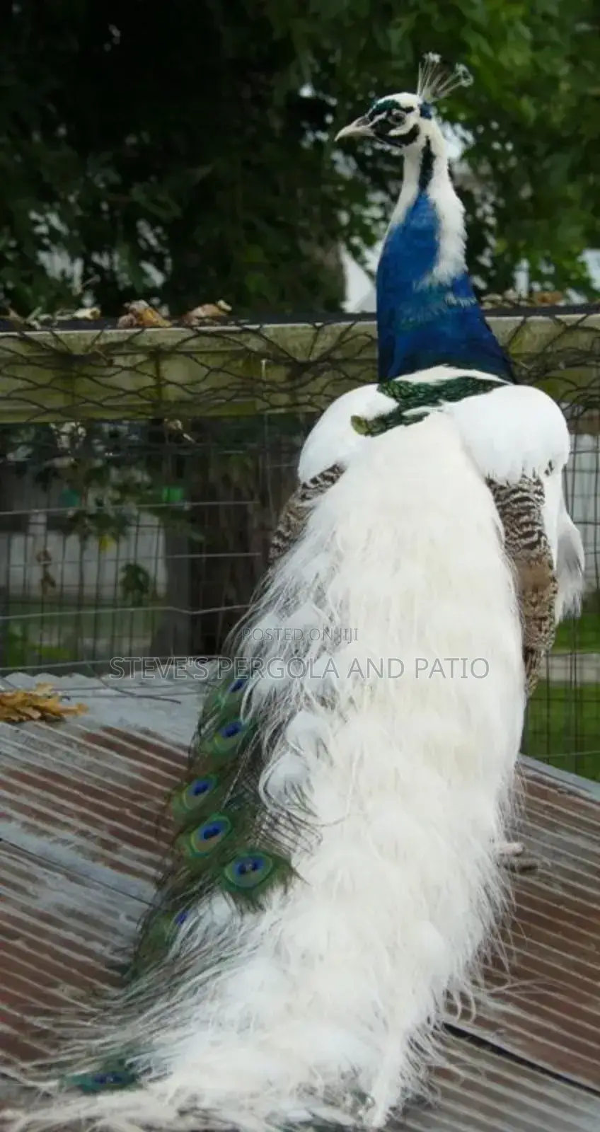 Peacock Fowl