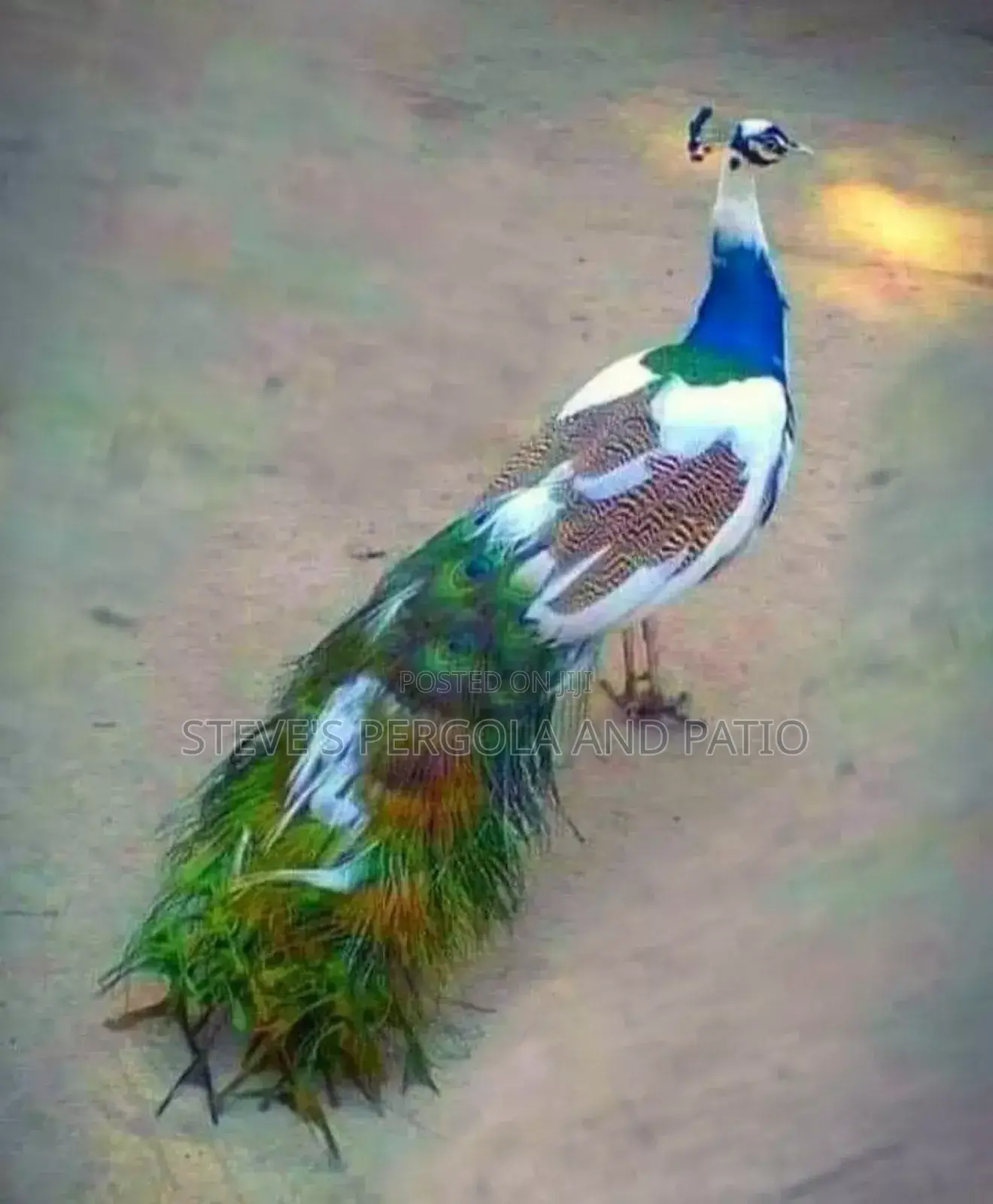 Peacock Fowl