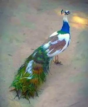Peacock Fowl