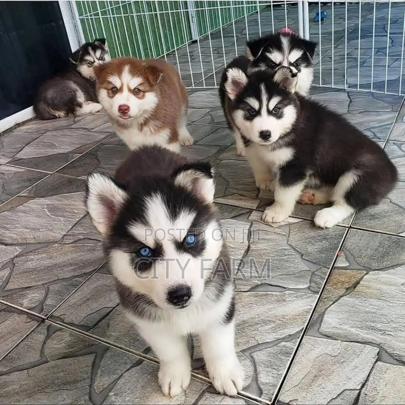 3-6 months Male Purebred Siberian Husky