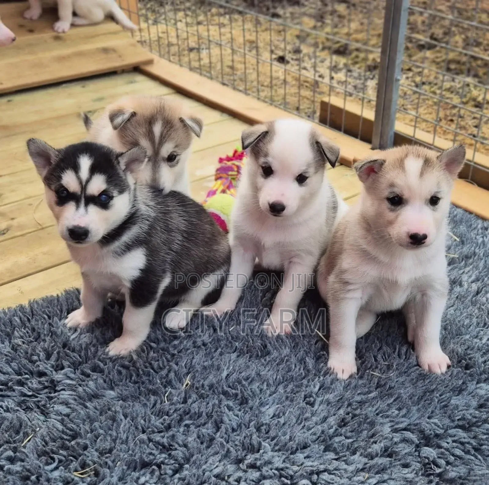 3-6 months Female Purebred Siberian Husky