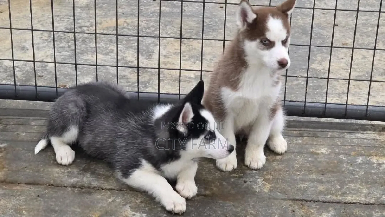 3-6 months Male Purebred Siberian Husky