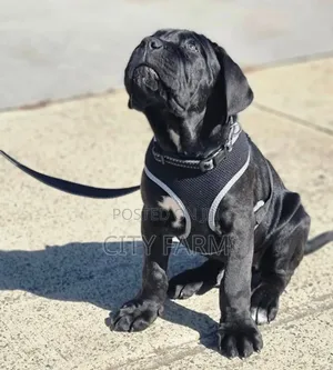 1-3 months Male Purebred Cane Corso