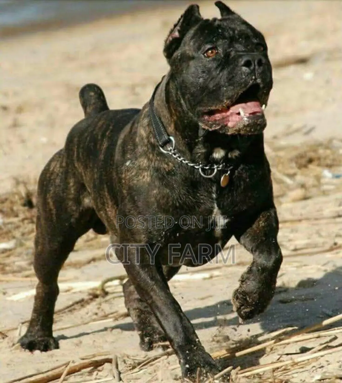 1-3 months Female Purebred Cane Corso