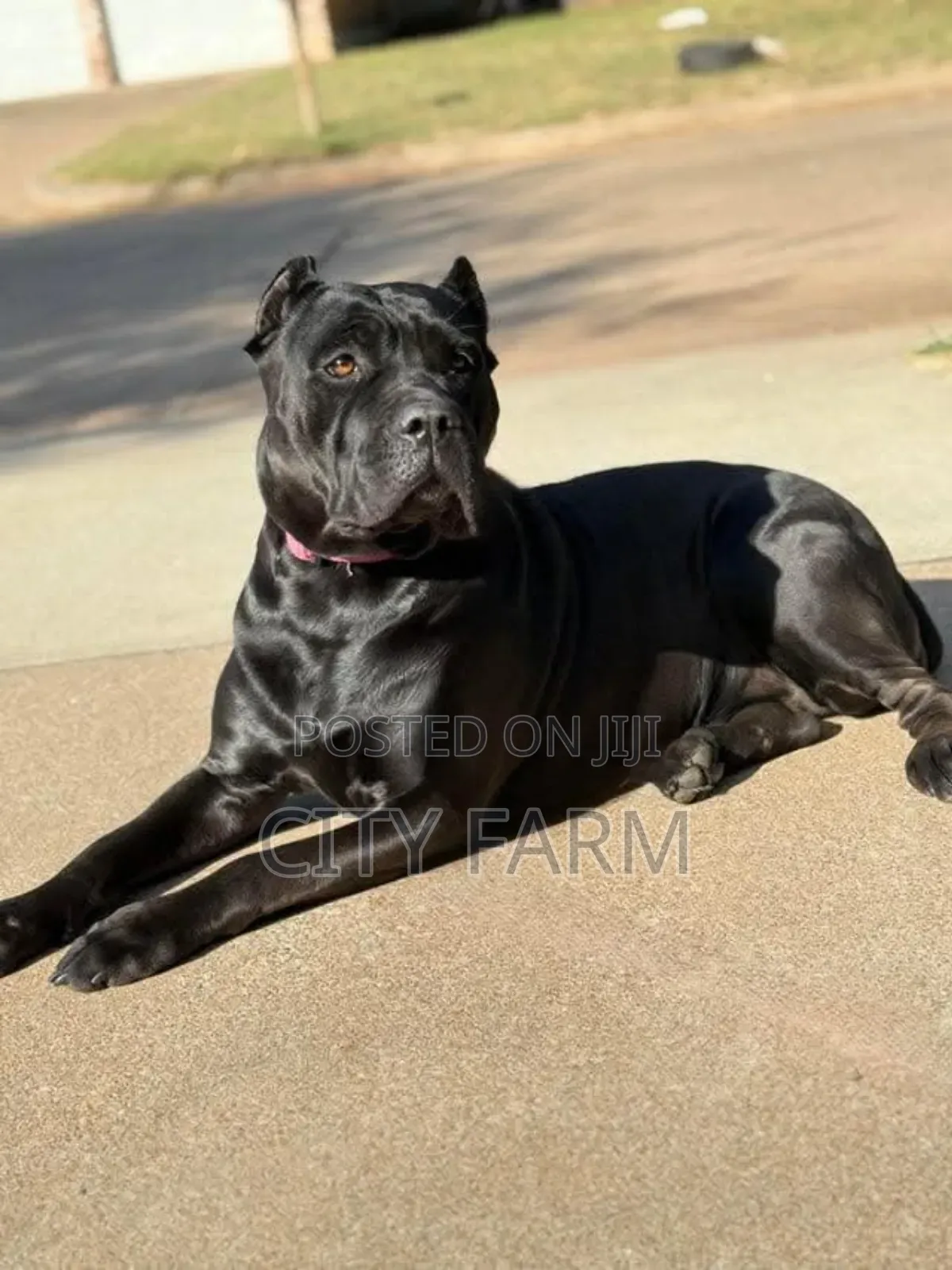 1-3 months Male Purebred Cane Corso