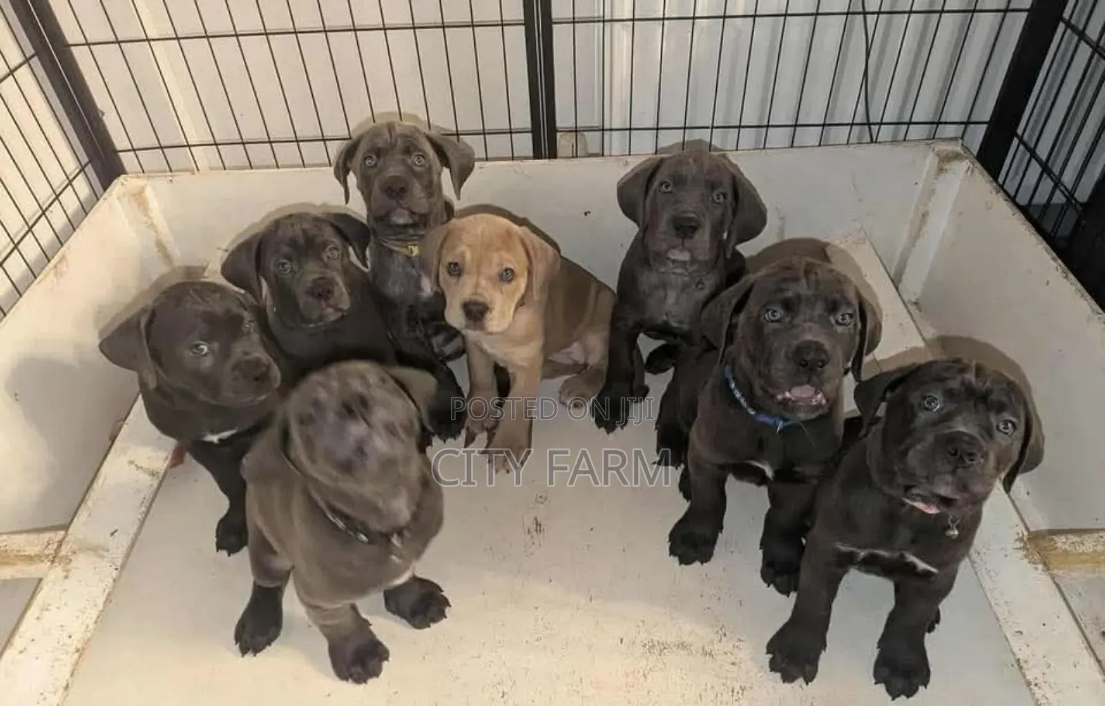 1-3 months Male Purebred Cane Corso