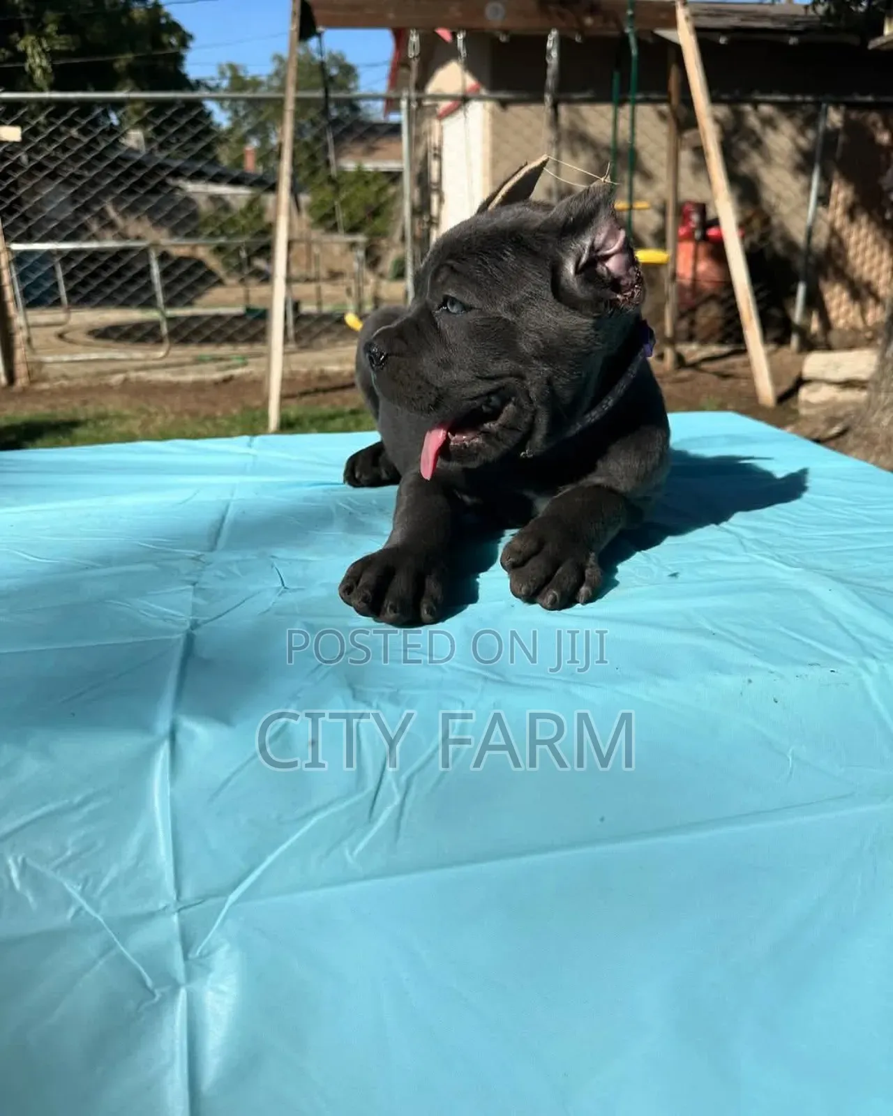 1-3 months Female Purebred Cane Corso