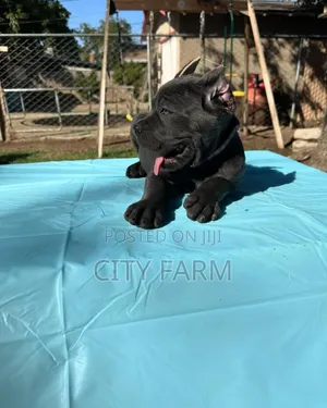 1-3 months Female Purebred Cane Corso