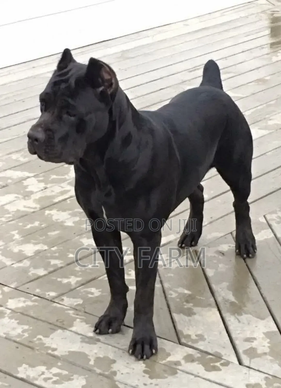 1-3 months Female Purebred Cane Corso