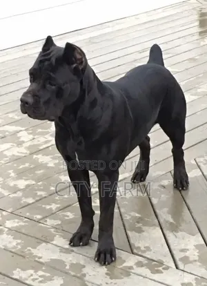 1-3 months Female Purebred Cane Corso